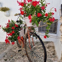 Daiva Sabaliauskienė